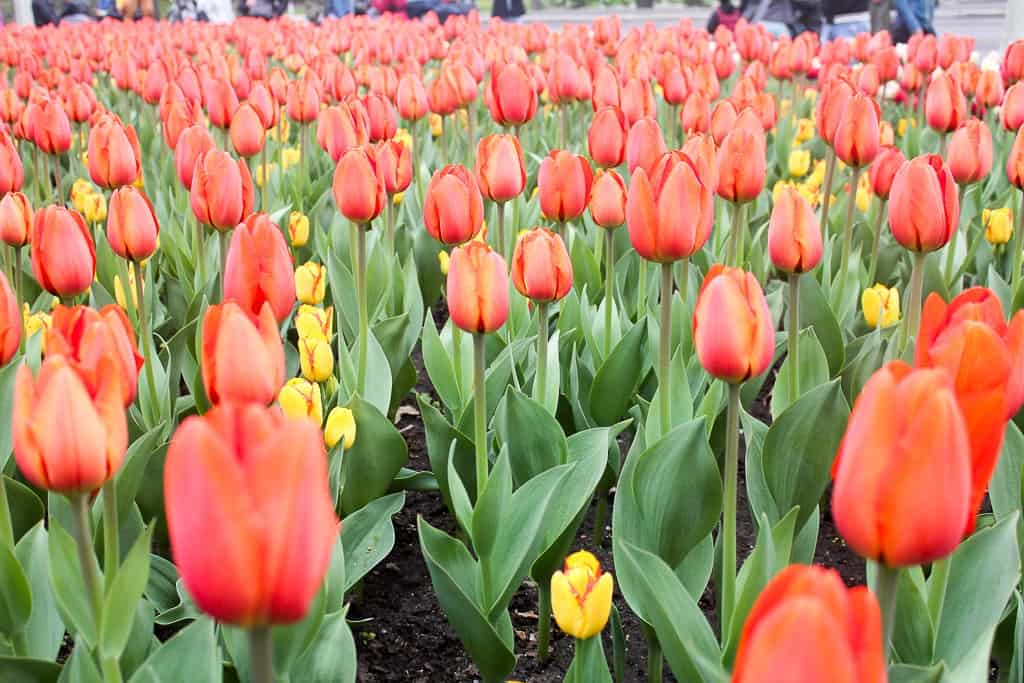Ottawa Tulip Festival was one of my favorite travel moments