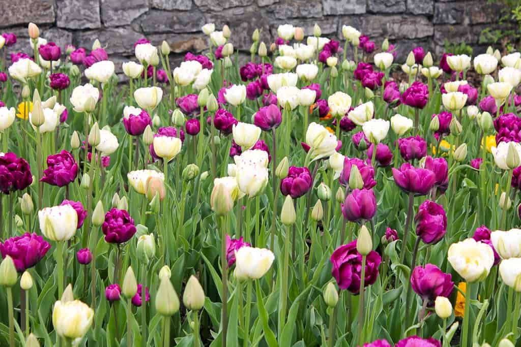 Ottawa Tulip Festival was one of my favorite travel moments