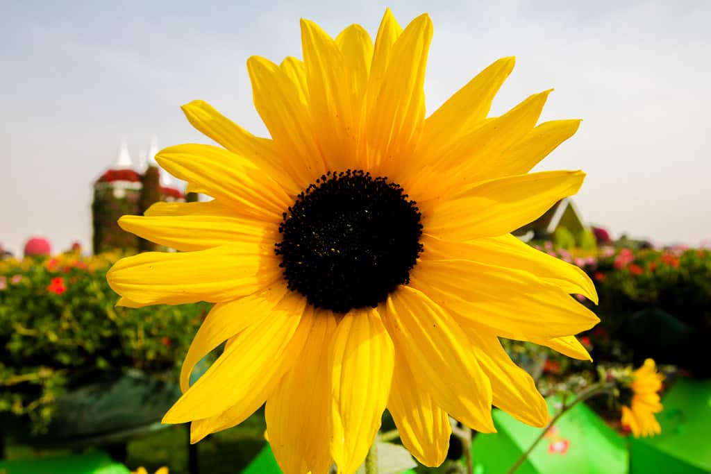 Practicing macro photography at the Gardens 