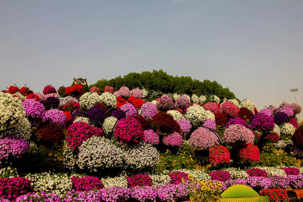 Flowers on display at Dubai Miracle Garden