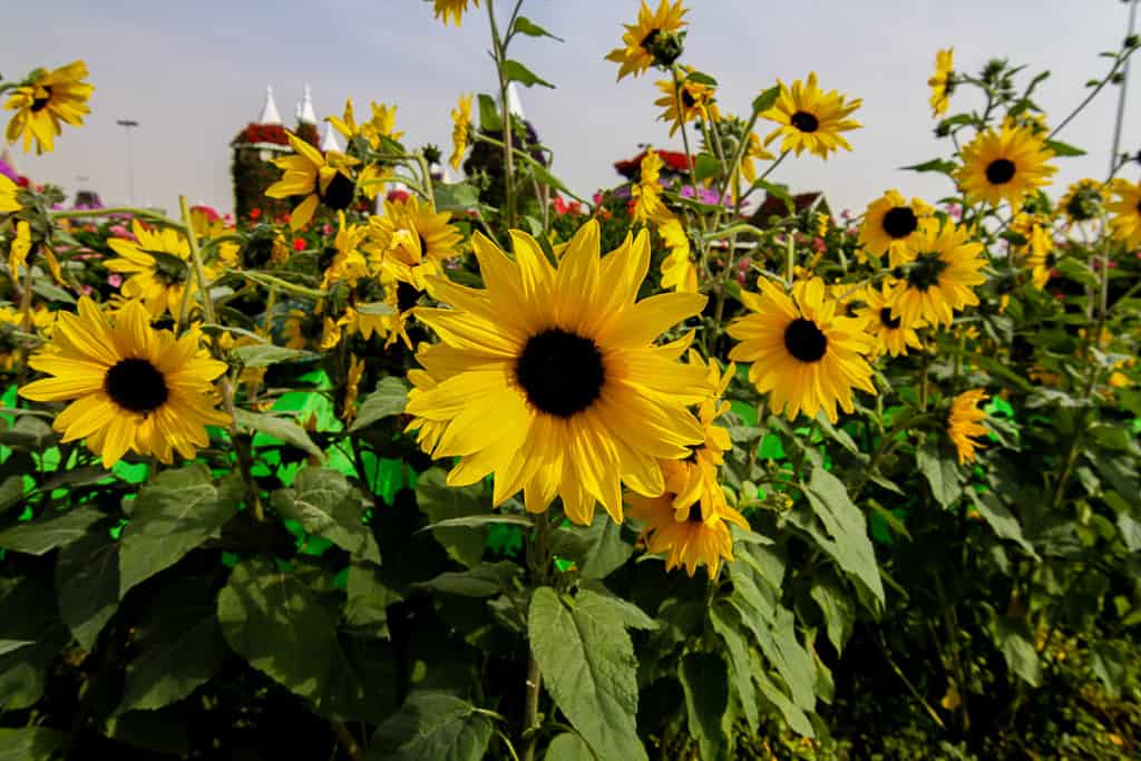 The sunflower rows were my favorite!