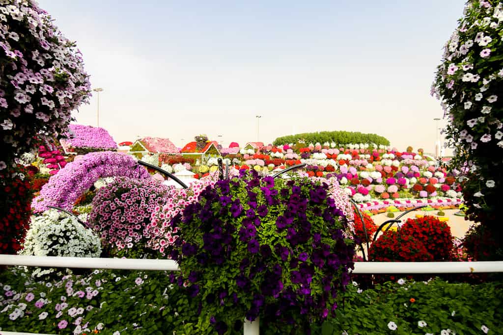 Flowers at the Dubai Miracle Garden