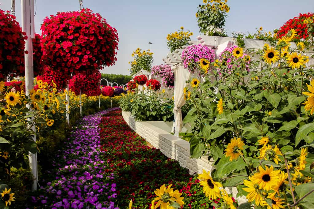 Miracle Garden