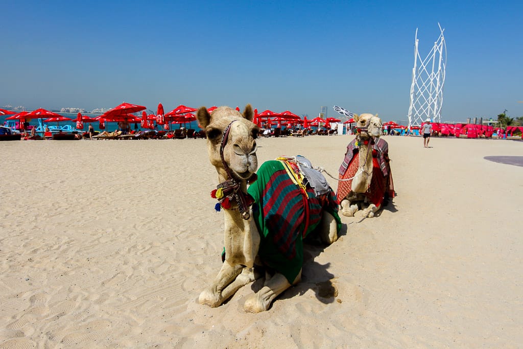 Visiting JBR is one of the things to see in Dubai in two days