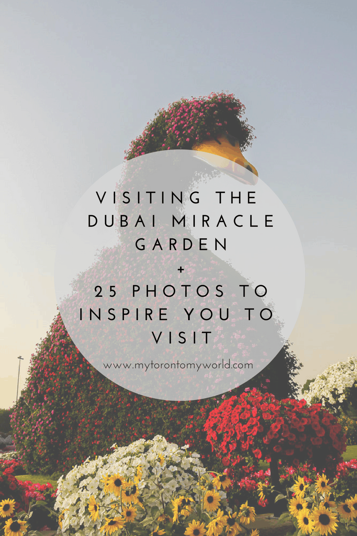 Everything you need to know to visit the Dubai Miracle Garden including admission, hours, entrance and how to get there. Plus lots of photographs to motivate you to visit!