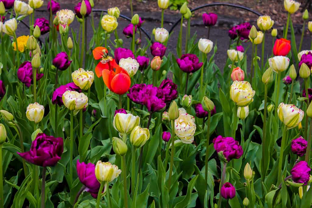 Tulips from last year's festival in Ottawa