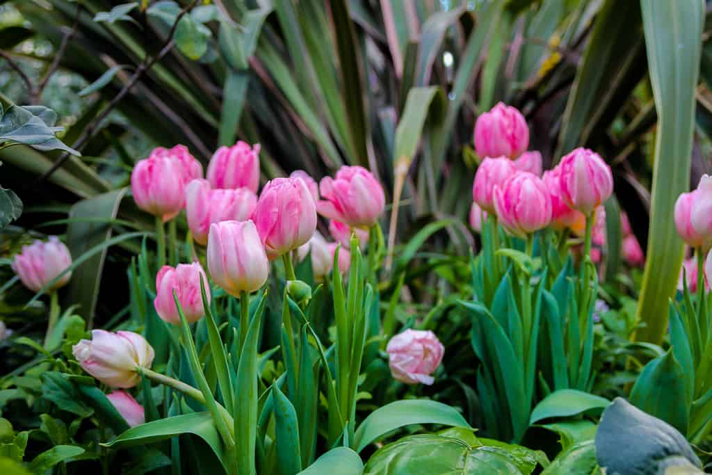 Toronto Conservatories