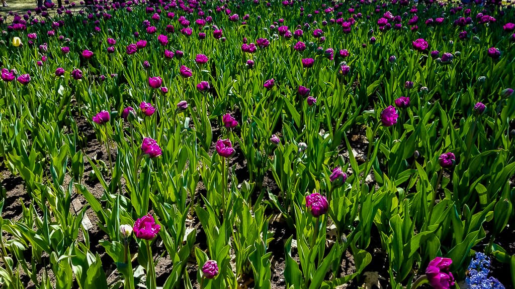 Ottawa Tulip Festival