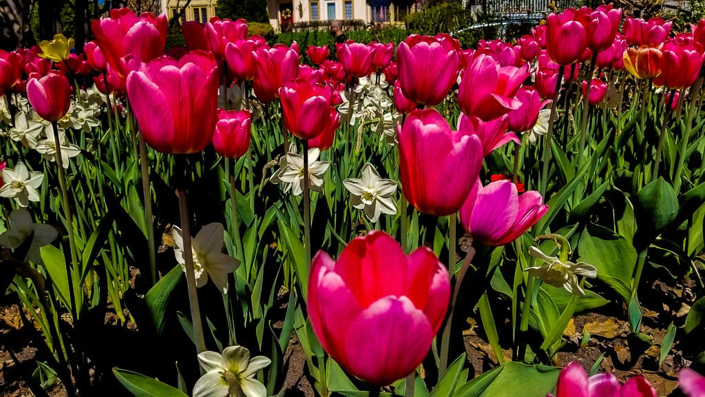 Ottawa Tulip Festival