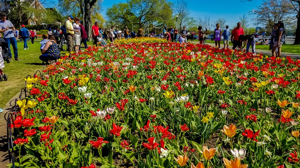 Ottawa Tulip Festival