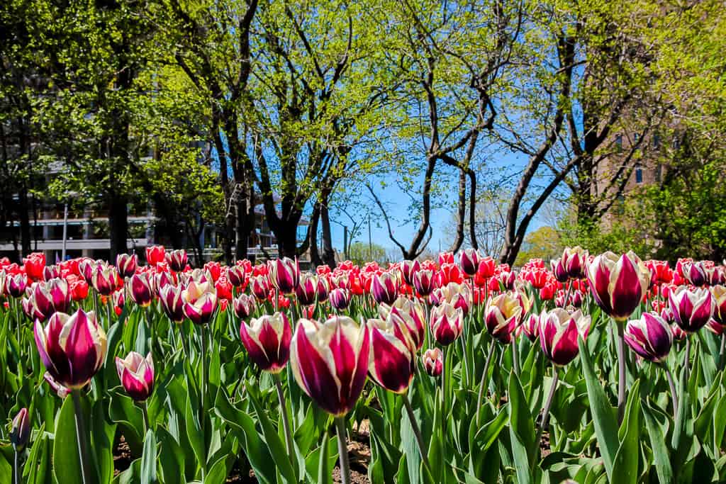 Visiting the Ottawa Tulip Festival and Why You Need To Go