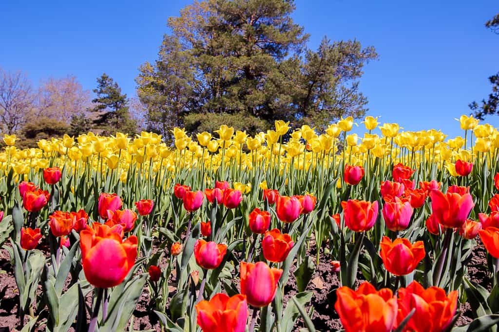 Ottawa Tulip Festival