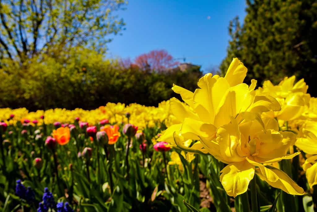 Ottawa Tulip Festival