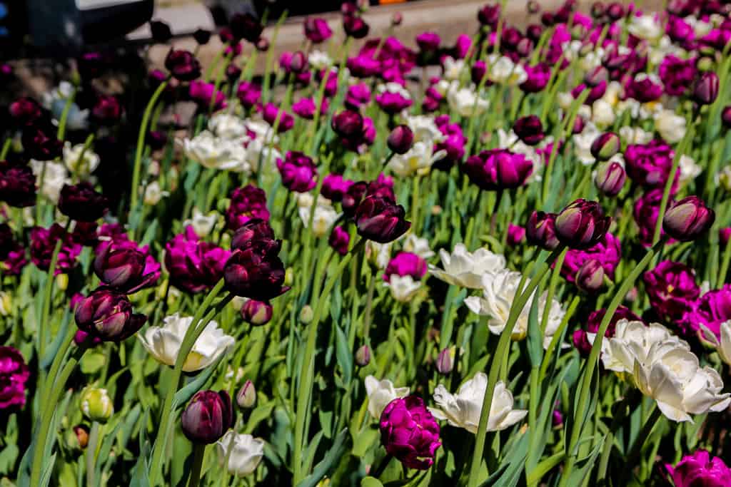 Ottawa Tulip Festival