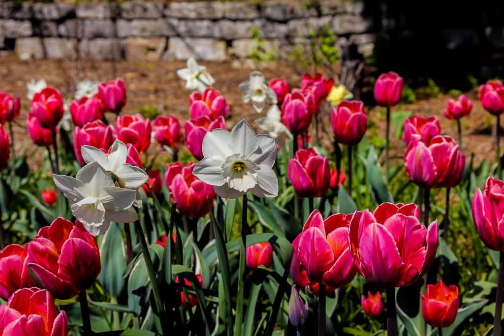 Ottawa Tulip Festival