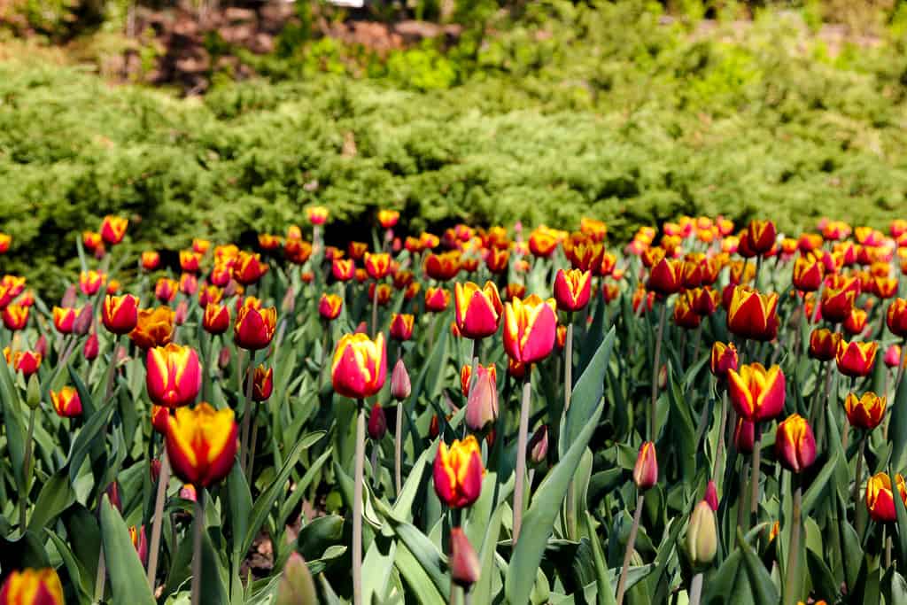 Ottawa Tulip Festival