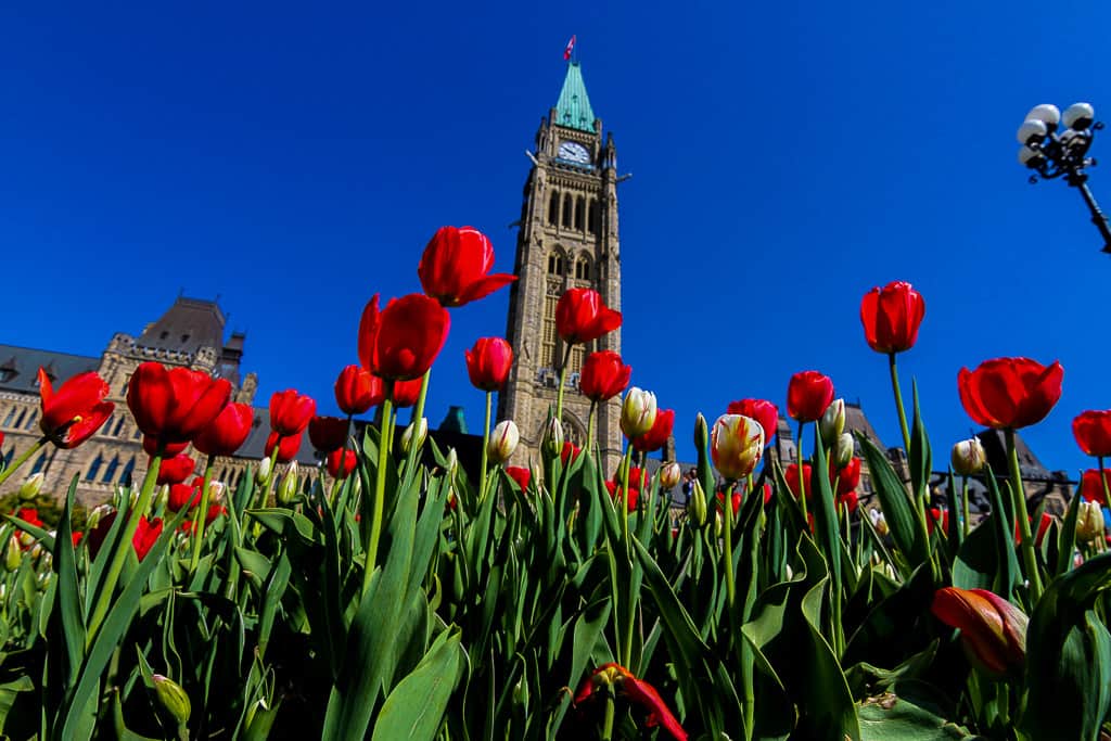 Tulips at Parliament