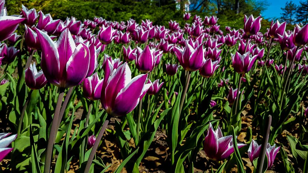 Ottawa Tulip Festival