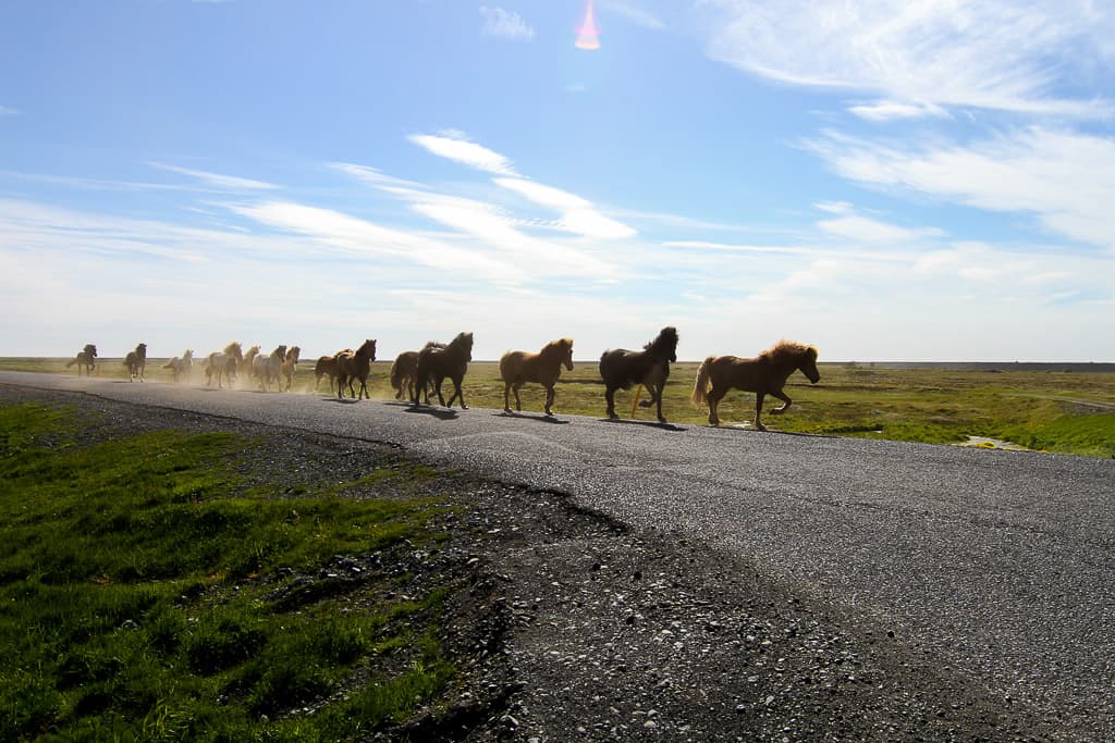 Icelandic Horses at Seljalandsfoss