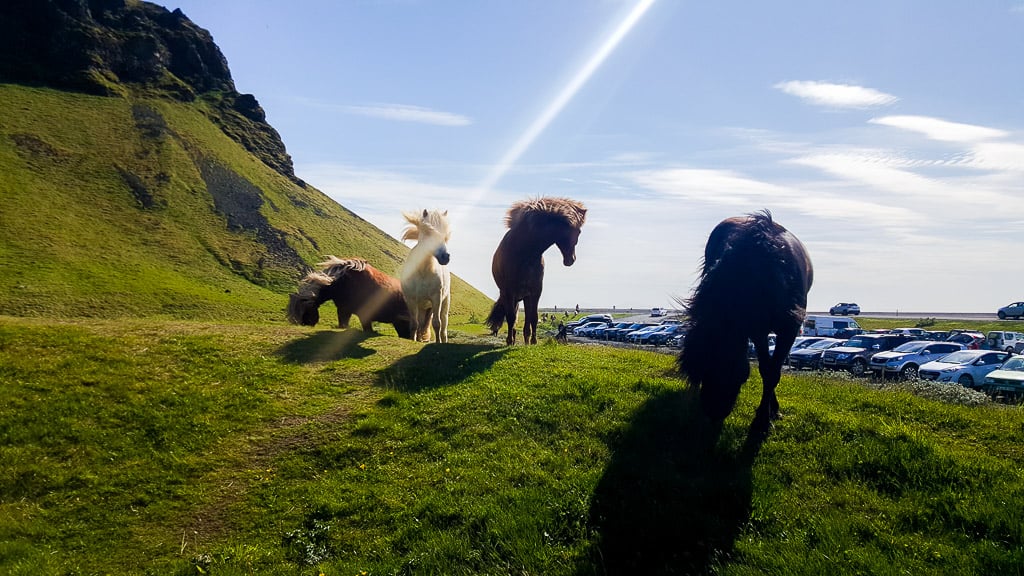 Icelandic Horses at Seljalandsfoss