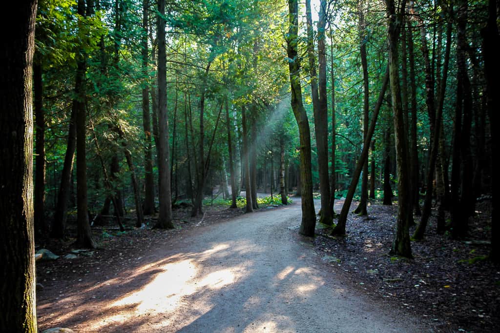 Loved the sun peeking through on the trail!