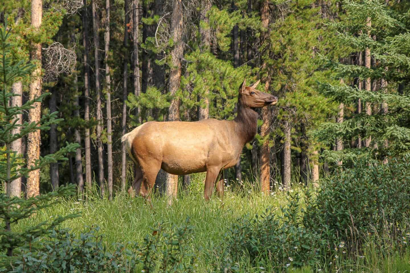 Wildlife is one of the reasons to visit Canada