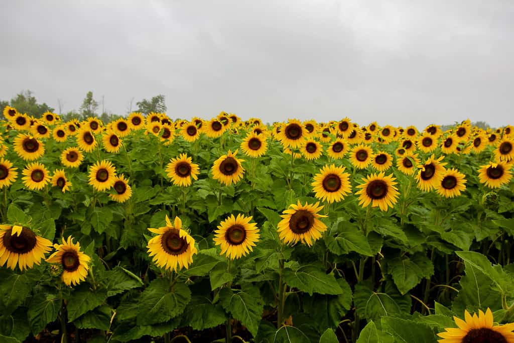 Things to do In Ontario this Summer to add to your Ontario Summer Bucket List