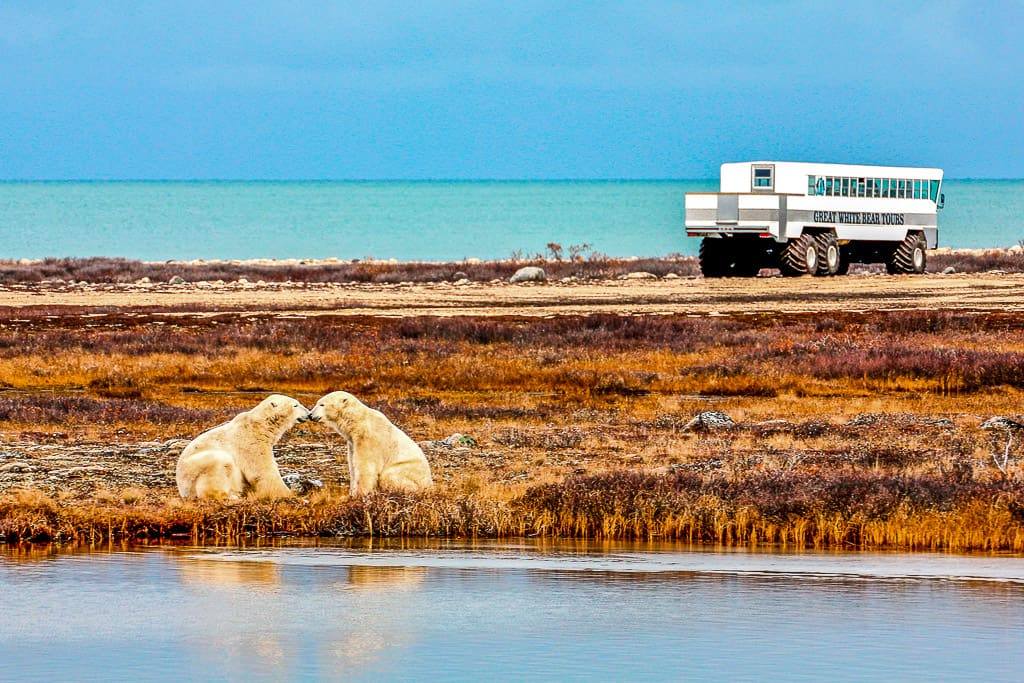 Polar Bears in Churchill, Manitoba is one of the most beautiful places in Canada