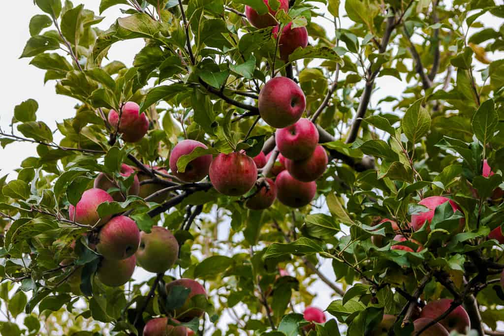 Apple Picking is one of the things to do in Ontario this fall