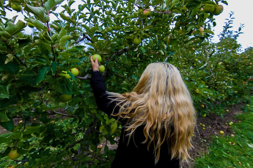 Apple Picking is one of the things to do in Ontario this fall