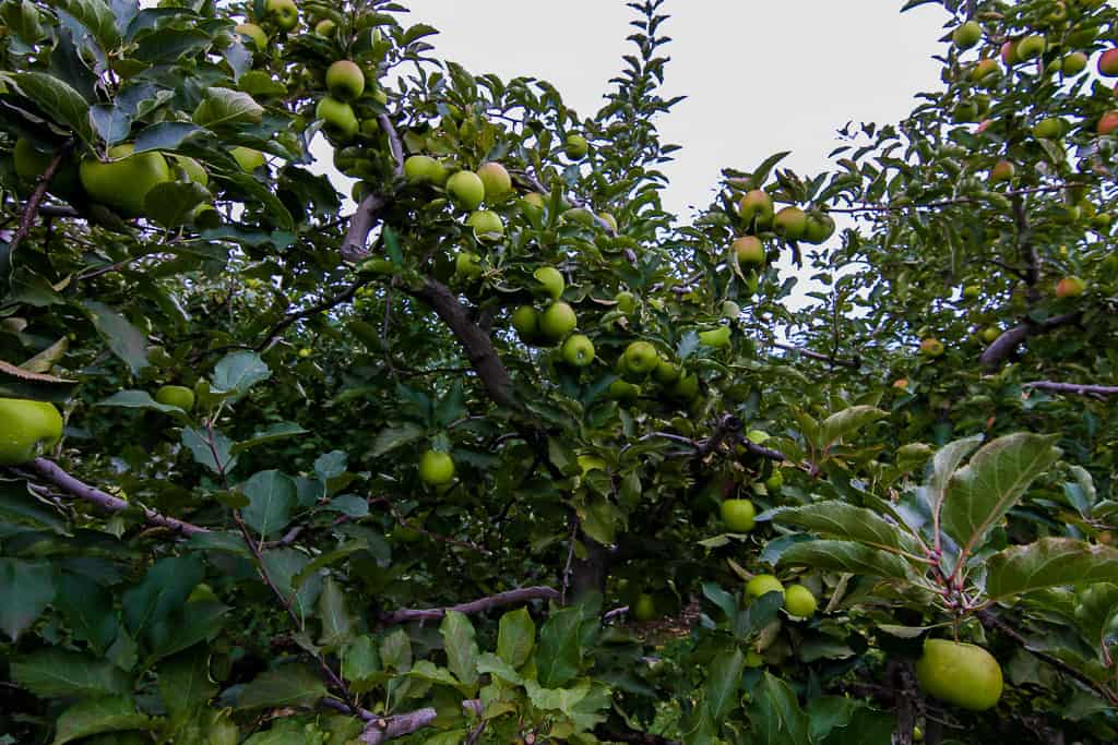 Apple Picking is one of the things to do in Ontario this fall