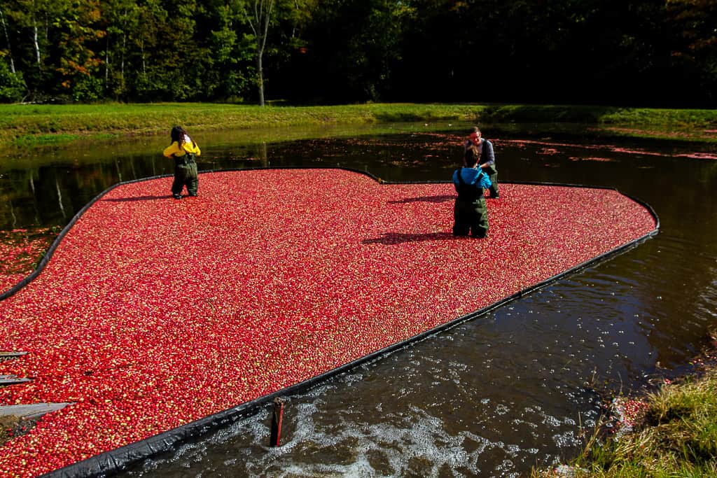 The Cranberry Plunge is one of the things to do in Ontario this fall