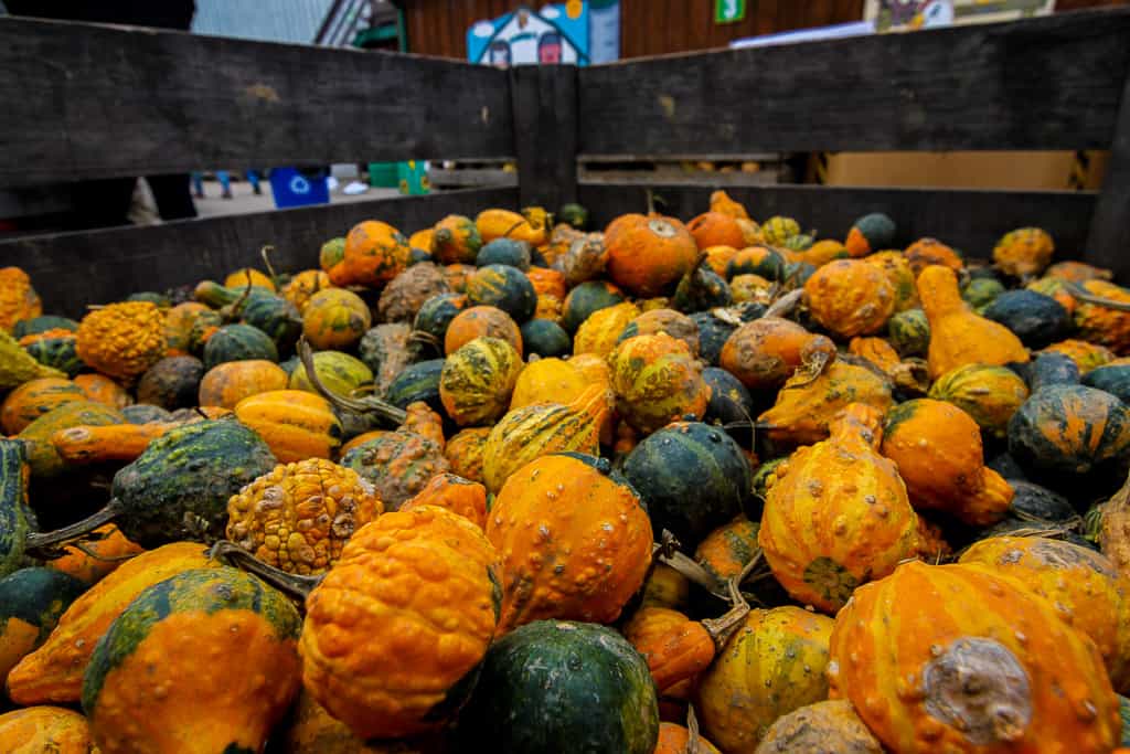 Pumpkin activities is one of the things to do in Ontario this fall