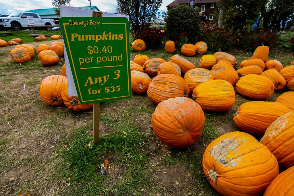 Pumpkin activities is one of the things to do in Ontario this fall