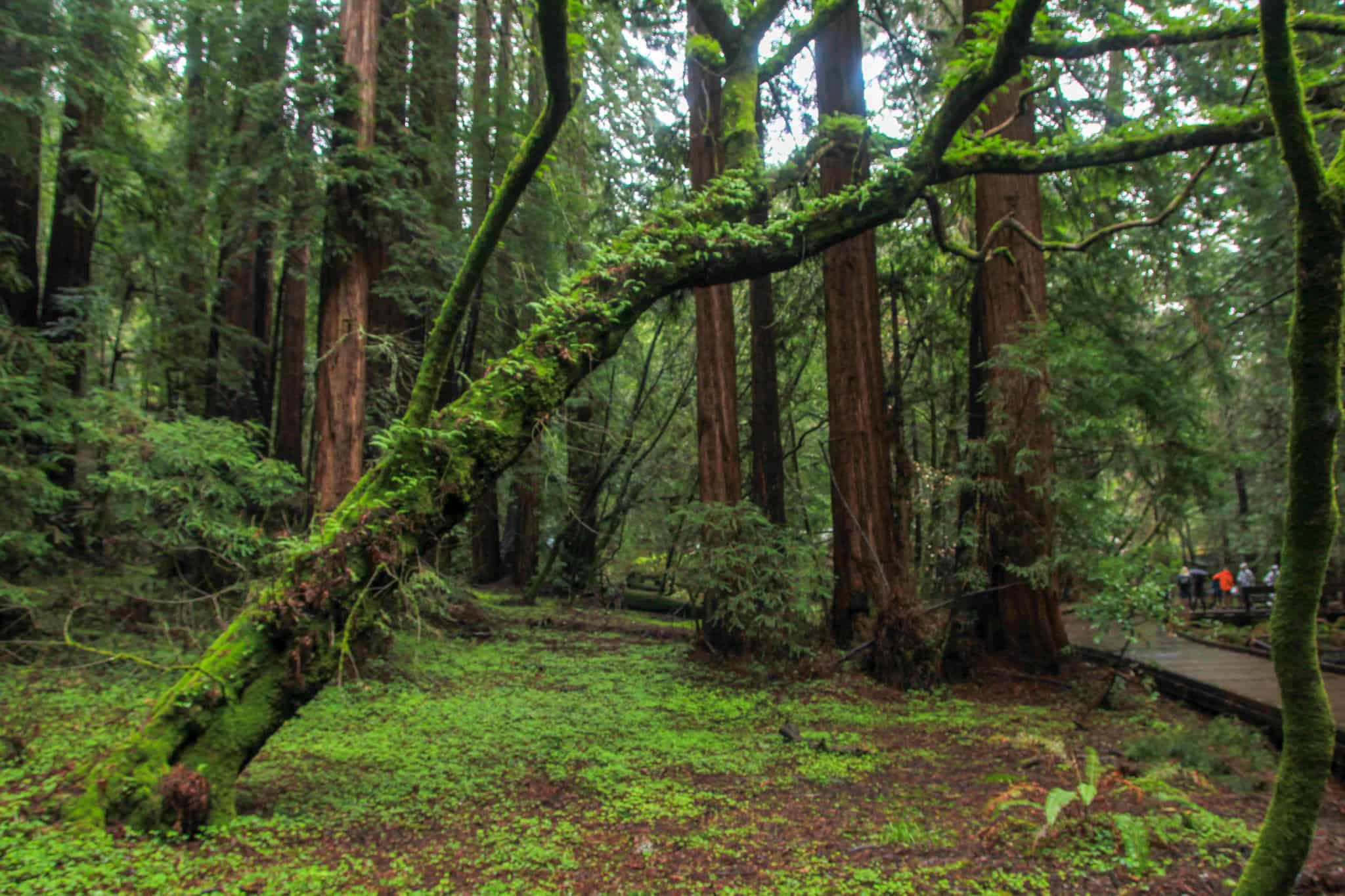 Hiking Muir Woods is a must when spending 2 days in San Francisco