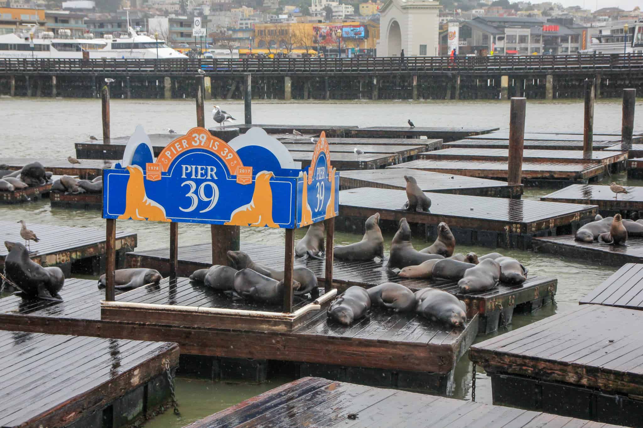 Visiting Pier 39 is an absolute must do when spending 2 days in San Francisco