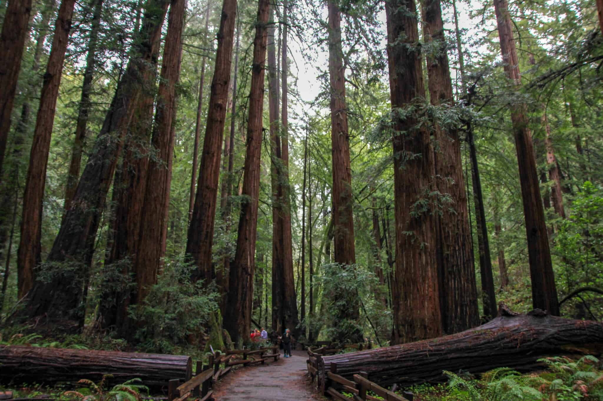 Muir Woods