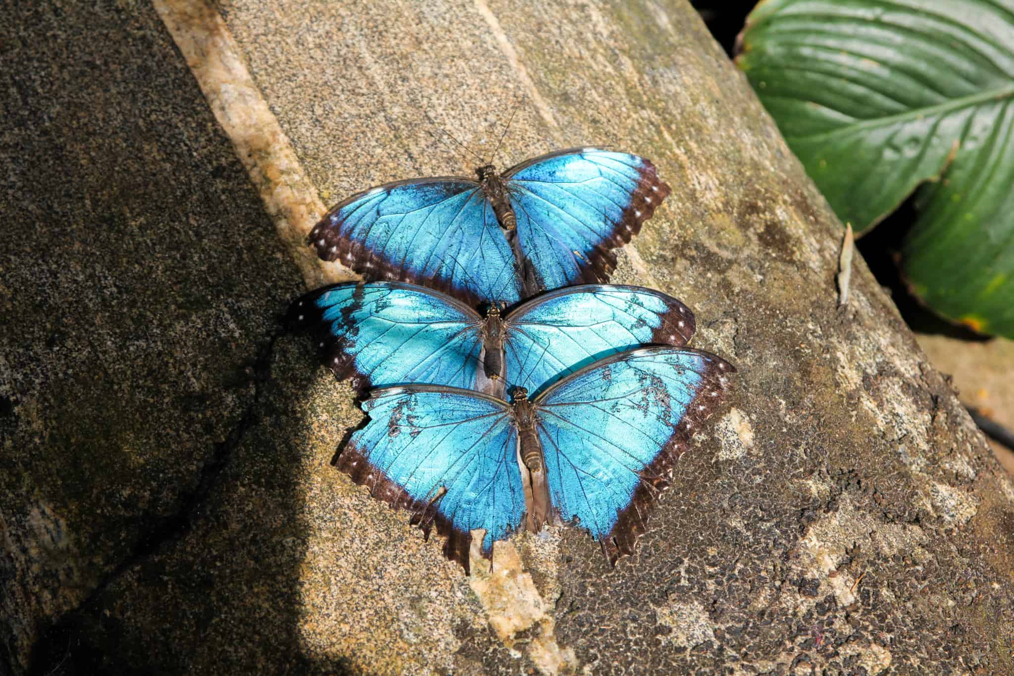 Visiting the Butterfly Conservatory in Niagara Falls is one of the things to do in Ontario in spring