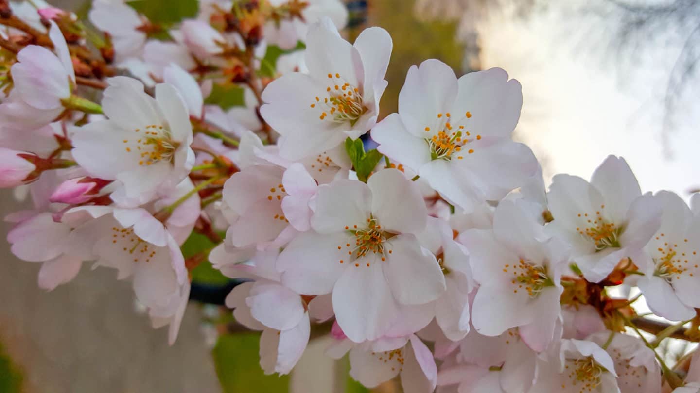 Viewing cherry blossoms is one of the things to do in Ontario in spring