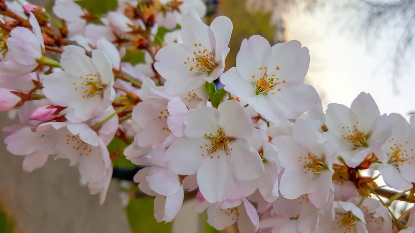 Viewing cherry blossoms is one of the things to do in Ontario in spring Viewing cherry blossoms is one of the things to do in Ontario in spring