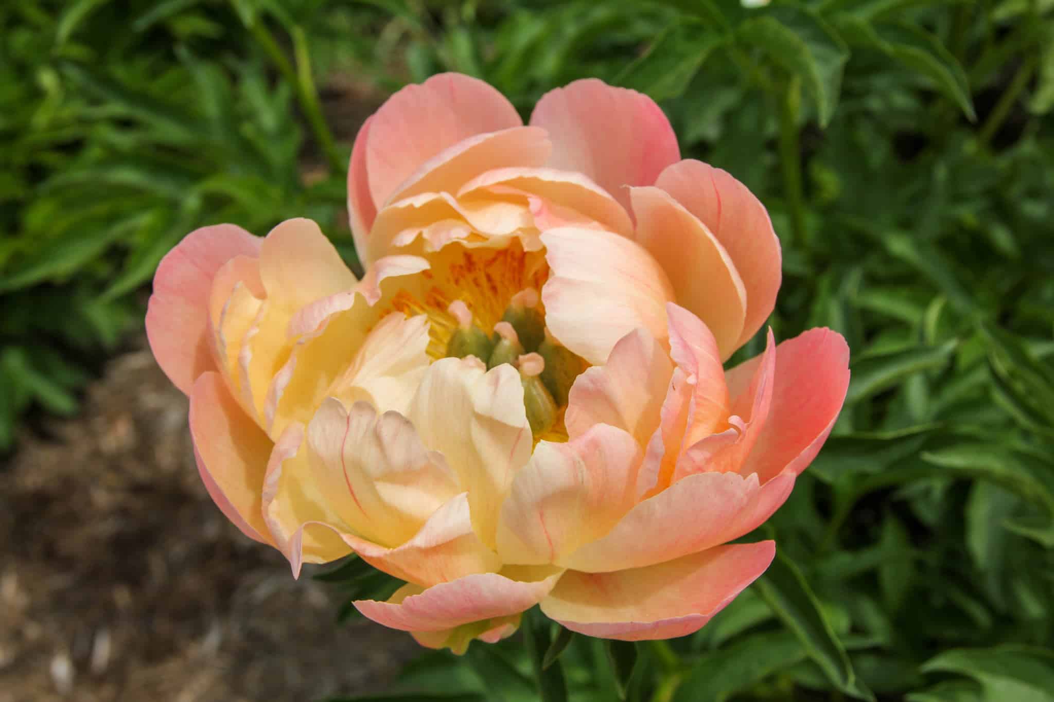 Visiting the Peony Festival in Oshawa is one of the things to do in Ontario in spring