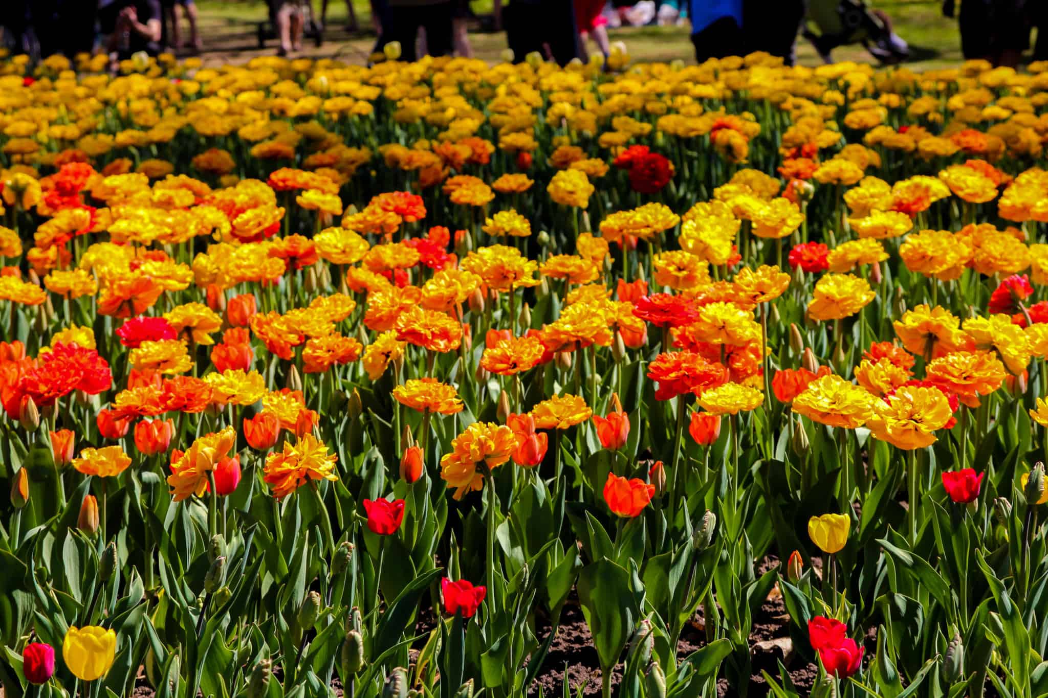 Ottawa Tulip Festival