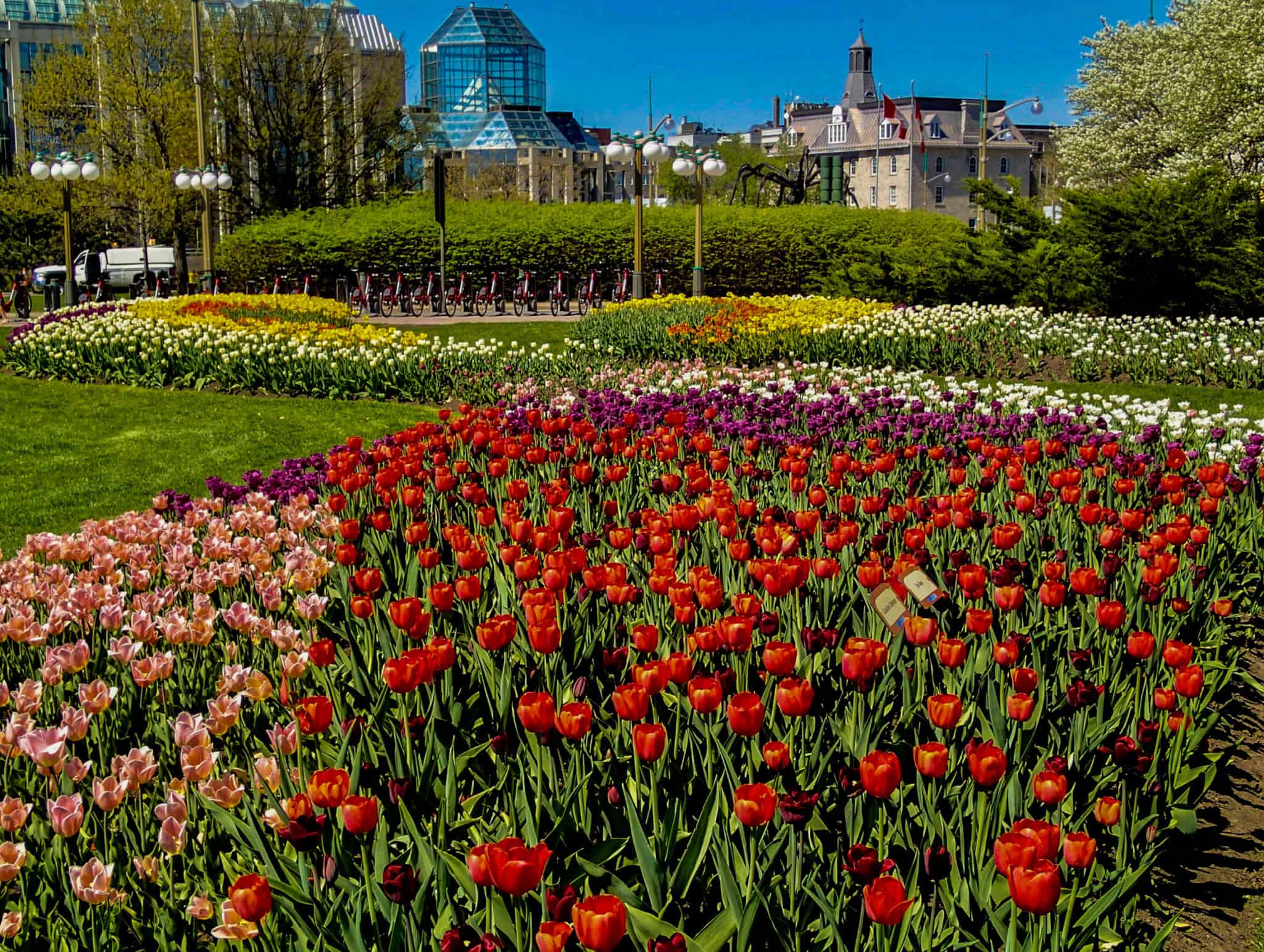 Visiting the Ottawa Tulip Festival is one of the things to do in Ottawa