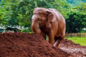 An elephant taking a mud bath at the Elephant Sanctuary outside of Chiang Mai