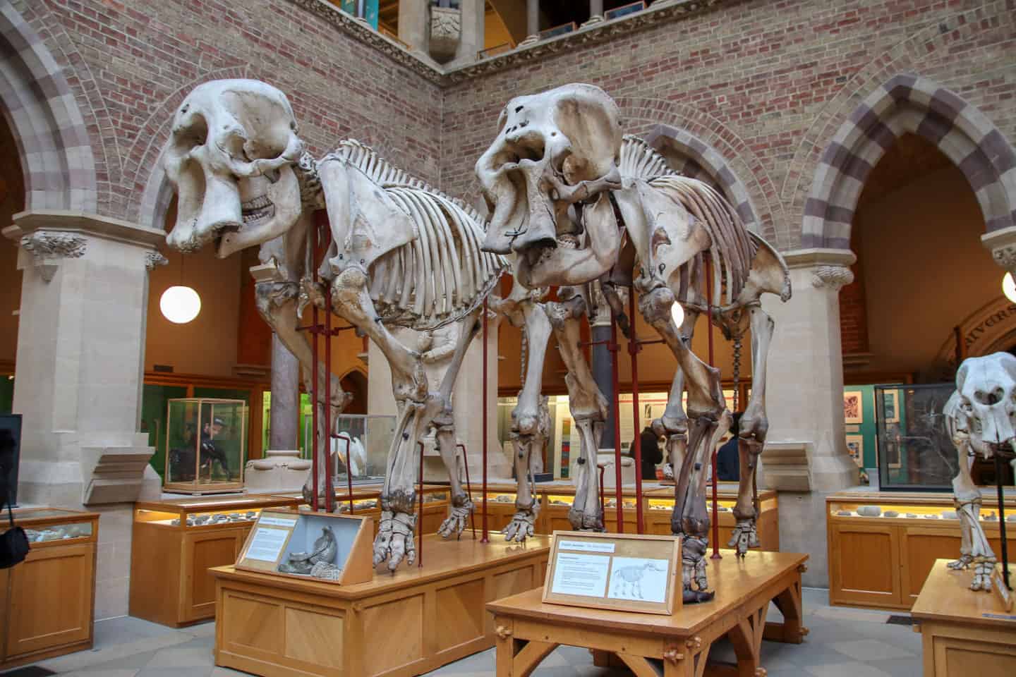 Skeletons at the Oxford Natural History Museum