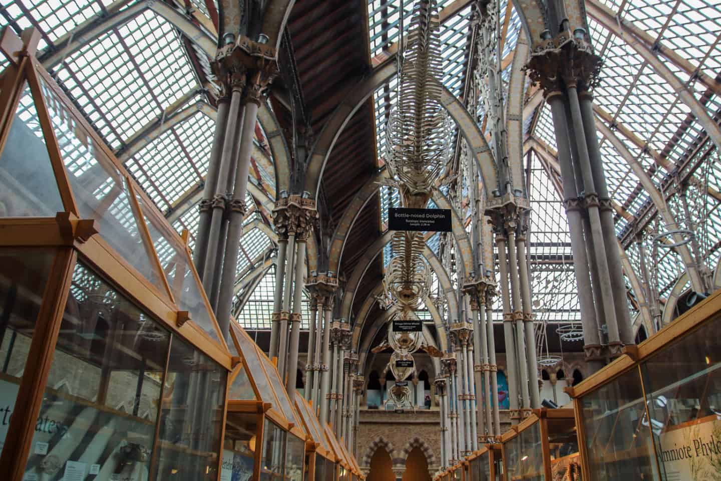 Skeletons at the Oxford Natural History Museum