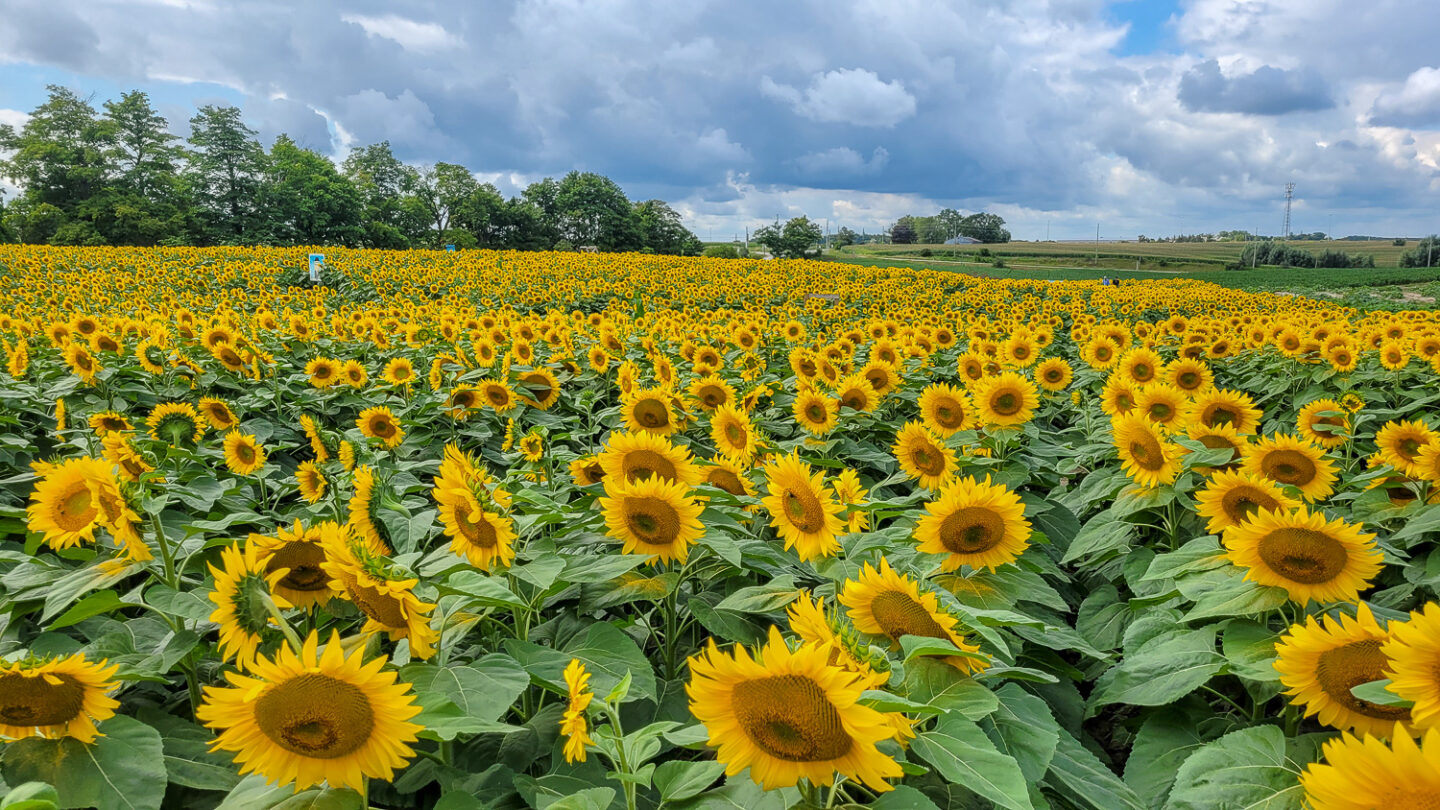 Visiting a sun flower field is one of the day trips from Toronto I recommend