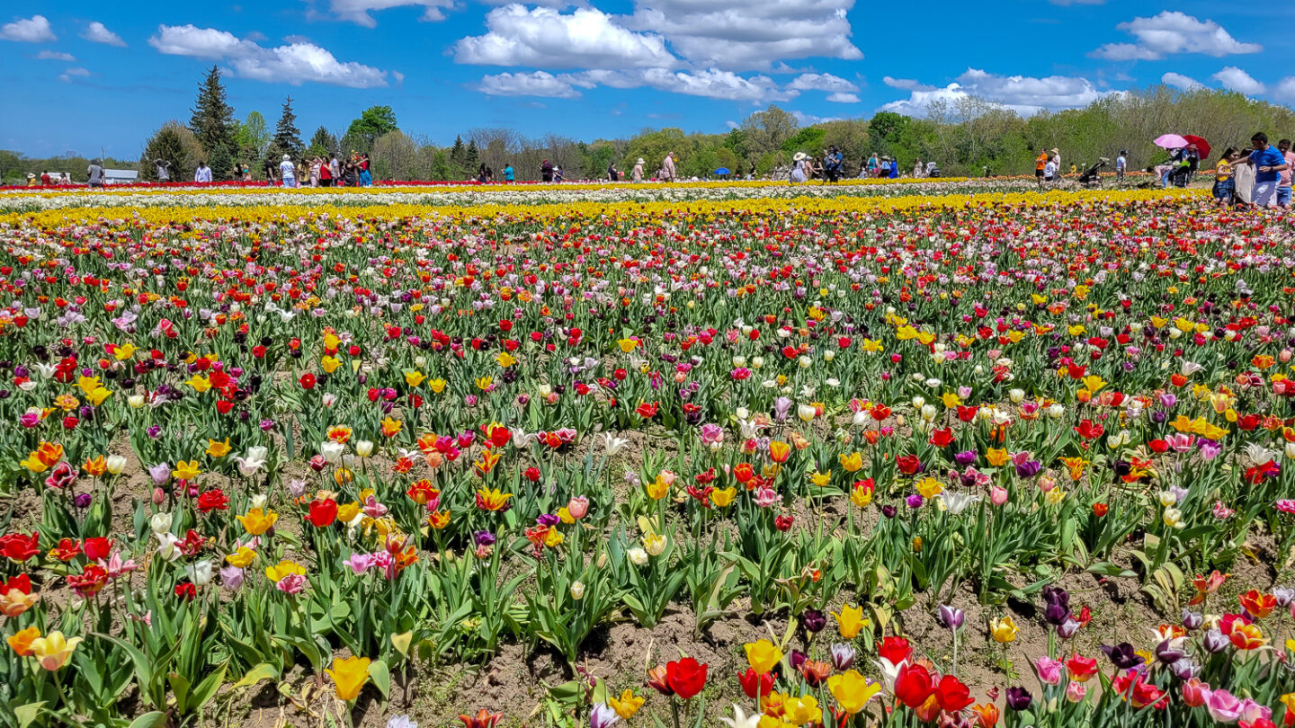 49 Day Trips From Toronto You Have To Take No Matter The Season